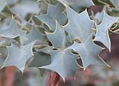 Fremont Barberry