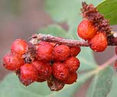Squawbush