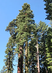 Giant Sequoia Trees