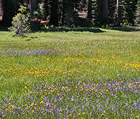 Meadow of Flowers