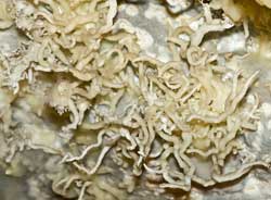 Helictites