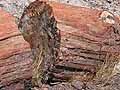 Bandelier