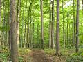 Sacred Grove