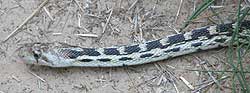 Snake