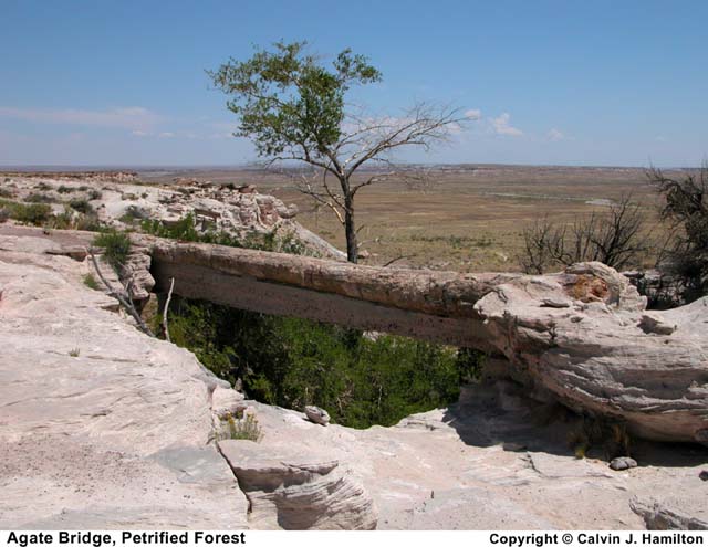 Petrified Forest Arizona Petrified Forest Arizona