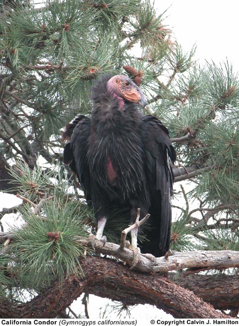 california condor. Common Name: California Condor