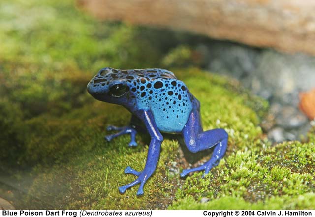 Ranas punta de flecha (Especies) Ranas punta de flecha (Especies)