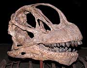 Fossils