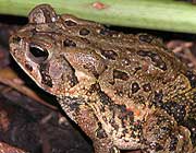 Amphibians