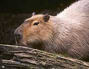 Mammals