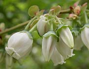 Plant Photographs
