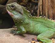Reptile Photographs