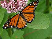 SIA0396