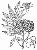 SIA0405