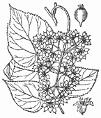 SIA0406