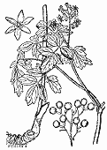 SIA0414