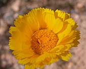 SIA0740