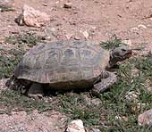 SIA0770