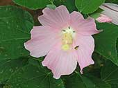 SIA0903