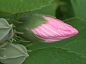 SIA0904