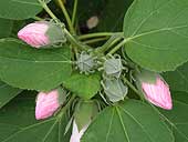 SIA0905