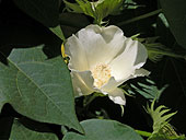 SIA0944