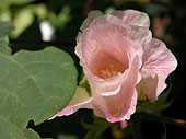 SIA0946