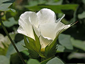 SIA0947