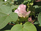 SIA0948