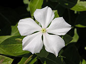 SIA0949