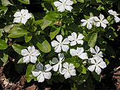 SIA0950