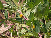 SIA0951