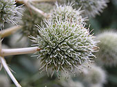 SIA0955