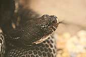 SIA1012