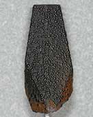 SIA1352