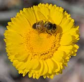 SIA1598