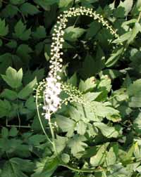 Black Cohosh