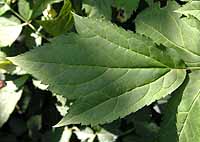 Black Cohosh