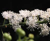 Black Cohosh