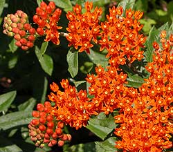 Butterfly Milkweed