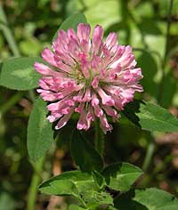 Red Clover