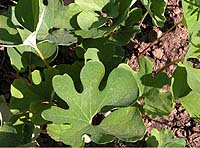 Bloodroot