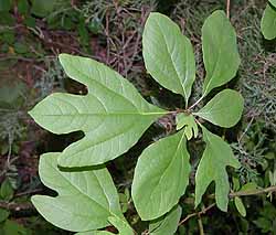 Sassafras