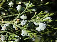 Red Cedar