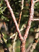 Red Cedar