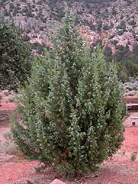 external image SIA0336.jpg