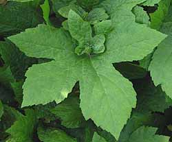 Goldenseal