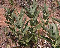 Common Milkweed