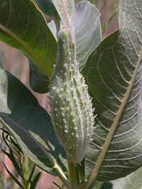 Common Milkweed closeup
