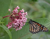 Milkweed and Monarch